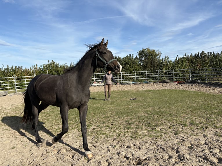 Mecklenburger Warmblut Wallach 3 Jahre 164 cm Schwarzbrauner in Hohenkirchen / OT Manderow