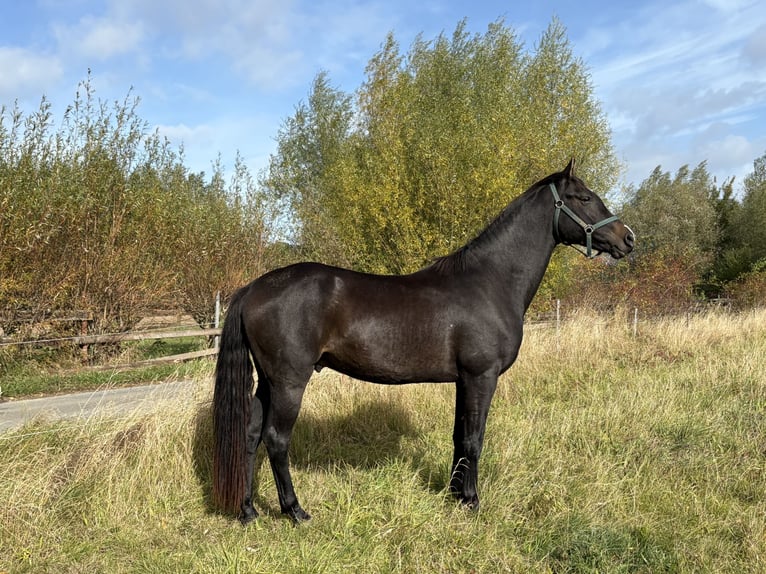 Mecklenburger Warmblut Wallach 3 Jahre 164 cm Schwarzbrauner in Hohenkirchen / OT Manderow