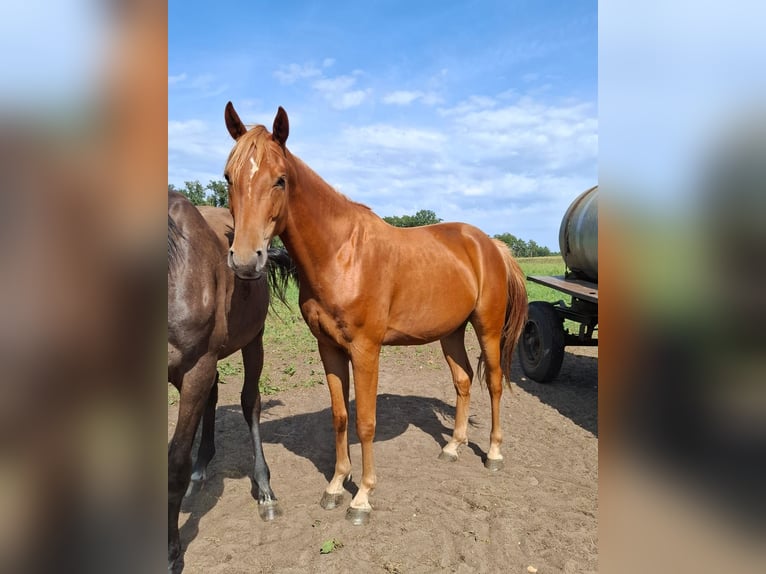 Mecklenburger Warmblut Wallach 3 Jahre 165 cm Fuchs in Rastow