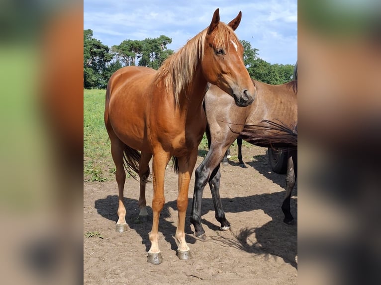 Mecklenburger Warmblut Wallach 3 Jahre 165 cm Fuchs in Rastow