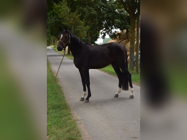 Mecklenburger Warmblut Wallach 3 Jahre 167 cm Schwarzbrauner in Wardow