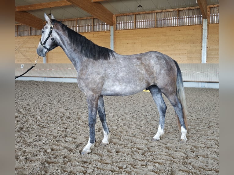 Mecklenburger Warmblut Wallach 3 Jahre 168 cm Schimmel in Neupotz