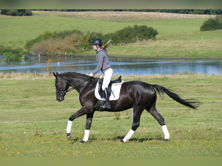 Mecklenburger Warmblut Wallach 3 Jahre 169 cm Rappe in Ganschow