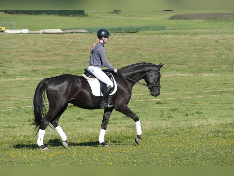 Mecklenburger Warmblut Wallach 3 Jahre 169 cm Rappe in Ganschow