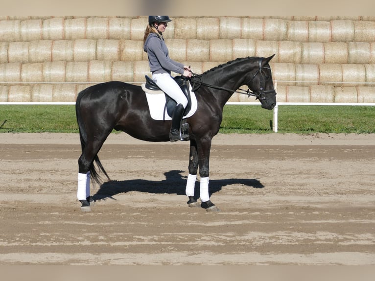 Mecklenburger Warmblut Wallach 3 Jahre 169 cm Rappe in Ganschow