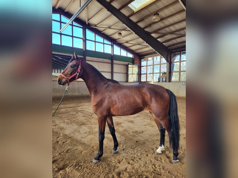 Mecklenburger Warmblut Wallach 3 Jahre 170 cm Brauner in Rostock