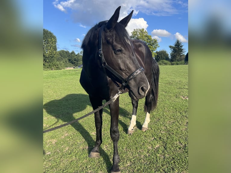 Mecklenburger Warmblut Wallach 3 Jahre 170 cm Dunkelbrauner in Greifswald