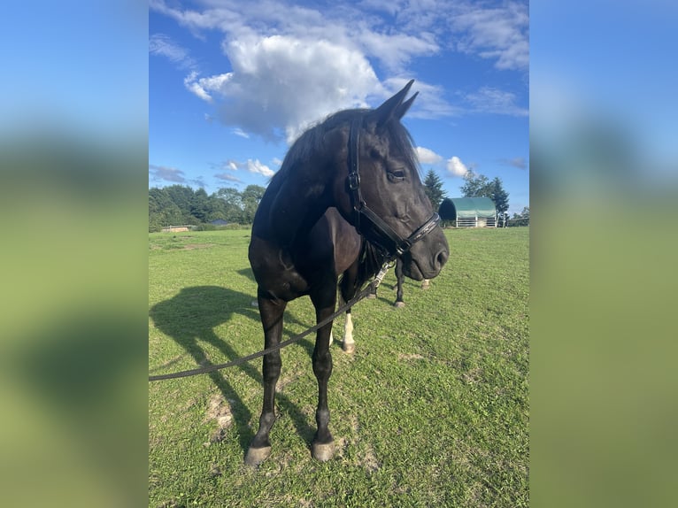 Mecklenburger Warmblut Wallach 3 Jahre 170 cm Dunkelbrauner in Greifswald