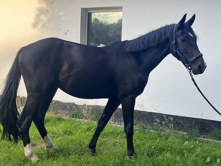Mecklenburger Warmblut Wallach 3 Jahre 170 cm Dunkelbrauner in Greifswald