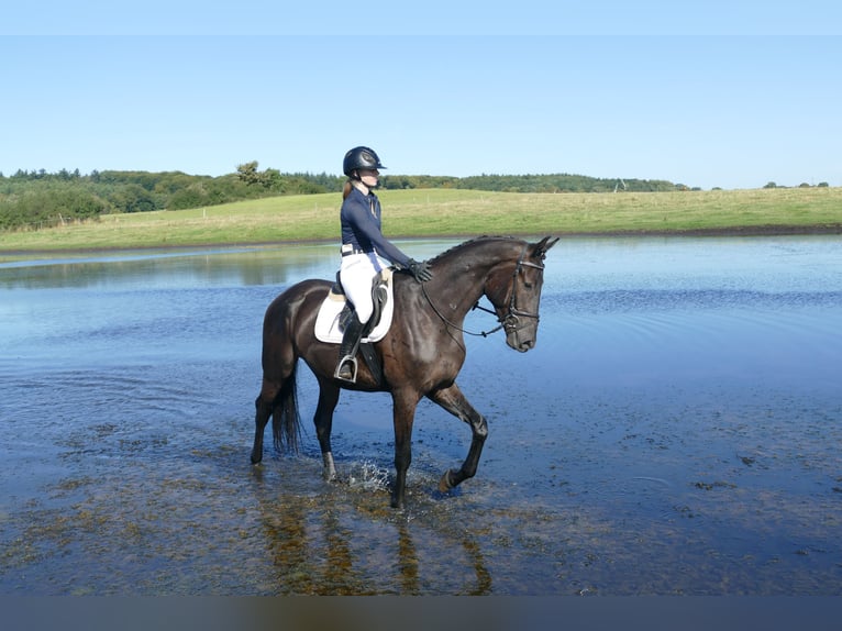 Mecklenburger Warmblut Wallach 3 Jahre 174 cm Rappe in Ganschow