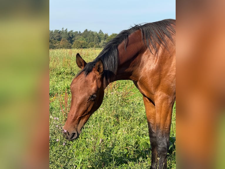 Mecklenburger Warmblut Wallach 3 Jahre 180 cm Brauner in Damm