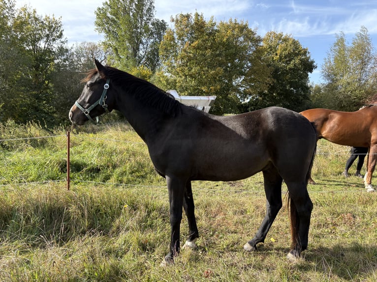 Mecklenburger Warmblut Wallach 3 Jahre Schwarzbrauner in Hohenkirchen / OT Manderow