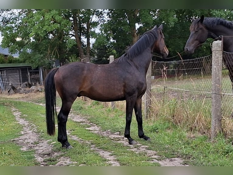 Mecklenburger Warmblut Wallach 4 Jahre 160 cm Schwarzbrauner in Völschow