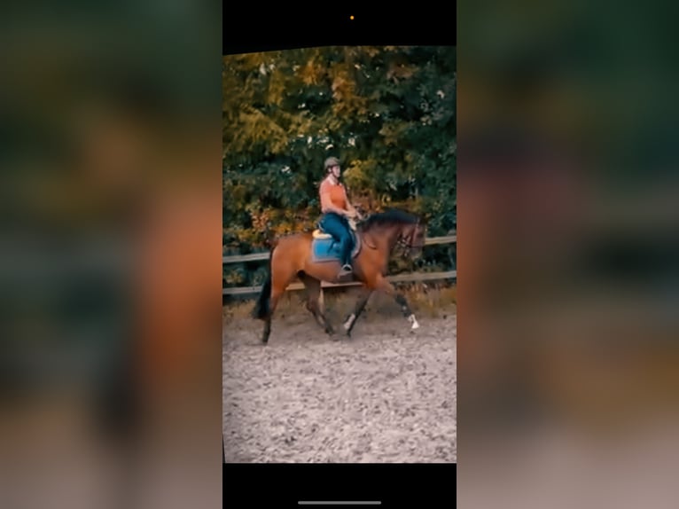 Mecklenburger Warmblut Wallach 4 Jahre 161 cm Brauner in Kaarst Mecklenburger Warmblut Wallach 4 Jahre 161 cm Brauner in Kaarst
