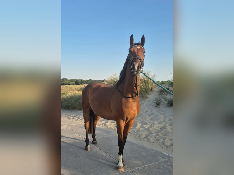 Mecklenburger Warmblut Wallach 4 Jahre 161 cm Brauner in Kaarst Mecklenburger Warmblut Wallach 4 Jahre 161 cm Brauner in Kaarst