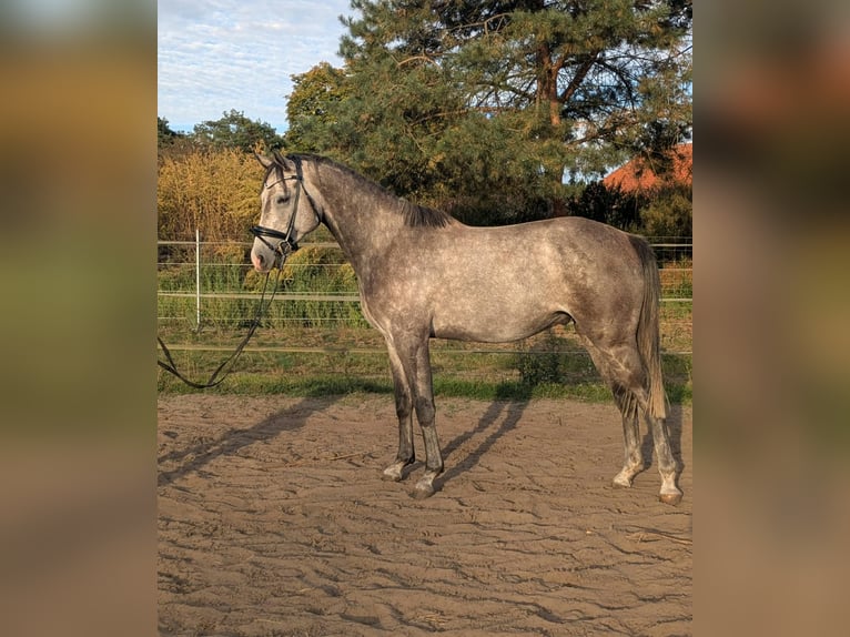 Mecklenburger Warmblut Wallach 4 Jahre 162 cm Apfelschimmel in HoortPicher