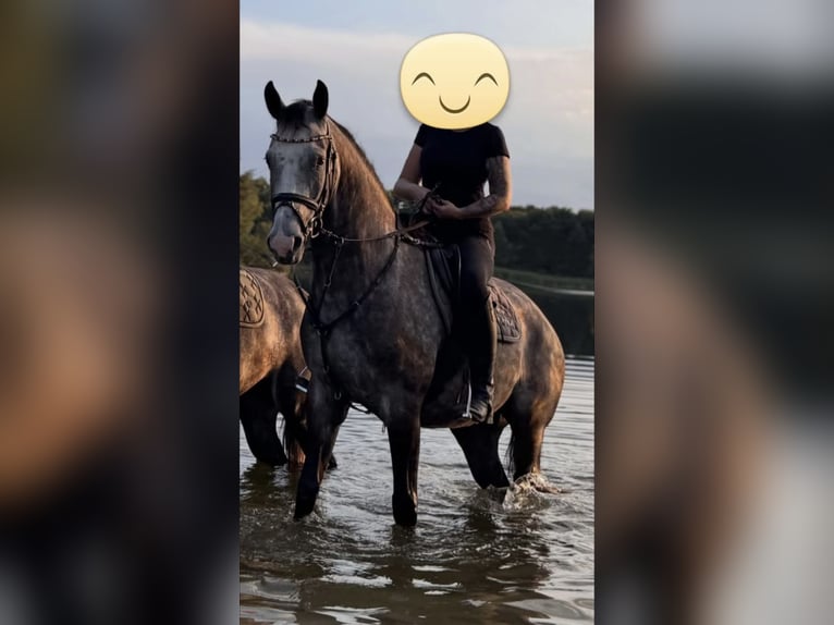 Mecklenburger Warmblut Wallach 4 Jahre 162 cm Schimmel in Lentschow
