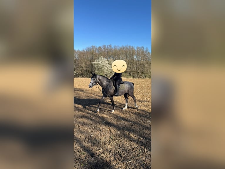 Mecklenburger Warmblut Wallach 4 Jahre 162 cm Schimmel in Lentschow