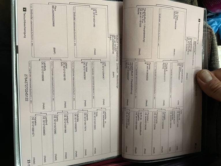 Mecklenburger Warmblut Wallach 4 Jahre 165 cm Schecke in Suhlendorf