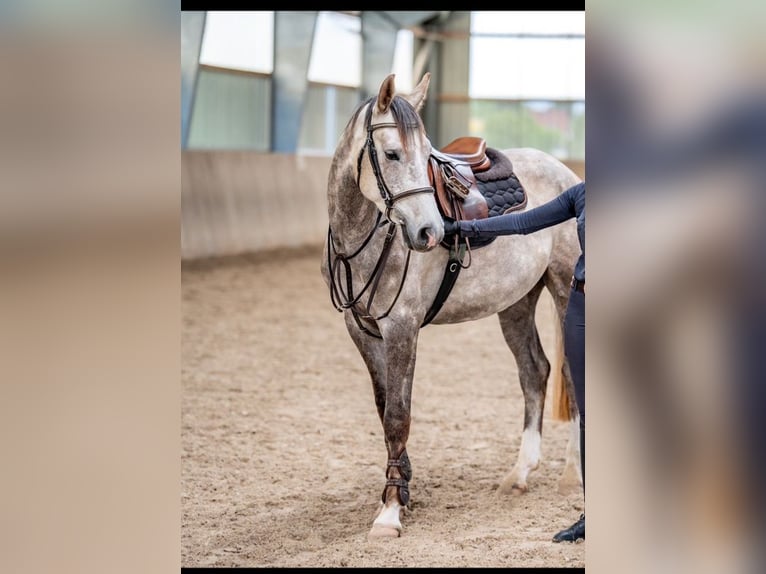 Mecklenburger Warmblut Wallach 4 Jahre 165 cm Schimmel in Dallgow-D&#xF6;beritz