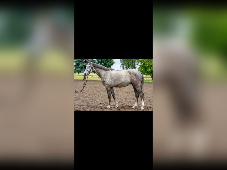 Mecklenburger Warmblut Wallach 4 Jahre 165 cm Schimmel in Dallgow-D&#xF6;beritz