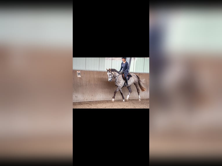 Mecklenburger Warmblut Wallach 4 Jahre 165 cm Schimmel in Dallgow-D&#xF6;beritz
