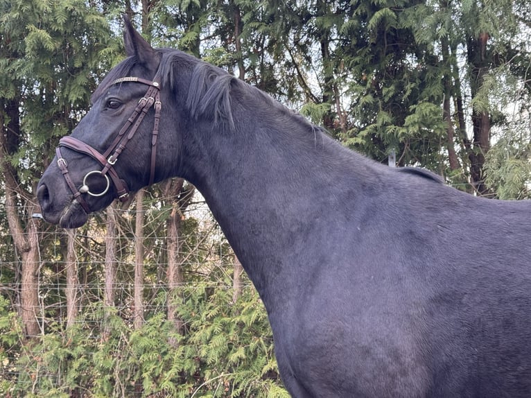 Mecklenburger Warmblut Wallach 4 Jahre 165 cm Schwarzbrauner in Lentschow
