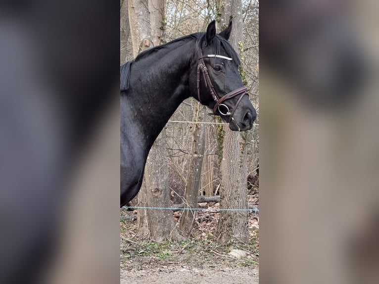 Mecklenburger Warmblut Wallach 4 Jahre 165 cm Schwarzbrauner in Lentschow