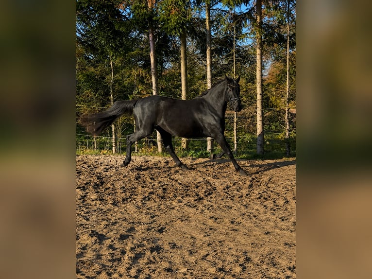 Mecklenburger Warmblut Wallach 4 Jahre 165 cm Schwarzbrauner in Lentschow