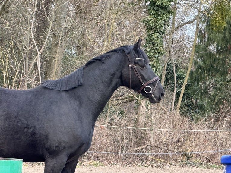 Mecklenburger Warmblut Wallach 4 Jahre 165 cm Schwarzbrauner in Lentschow