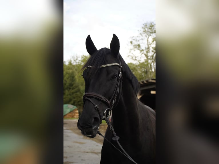 Mecklenburger Warmblut Wallach 4 Jahre 165 cm Schwarzbrauner in Lentschow
