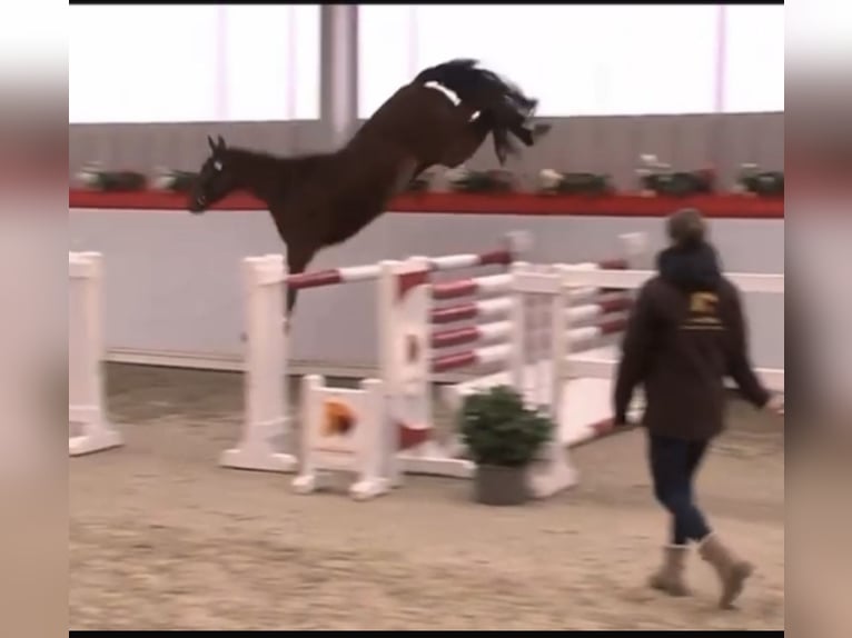 Mecklenburger Warmblut Wallach 4 Jahre 167 cm Brauner in Grimmen