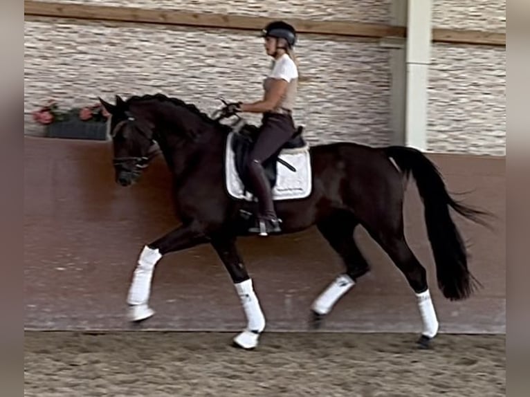 Mecklenburger Warmblut Wallach 4 Jahre 167 cm Rappe in Wehringen