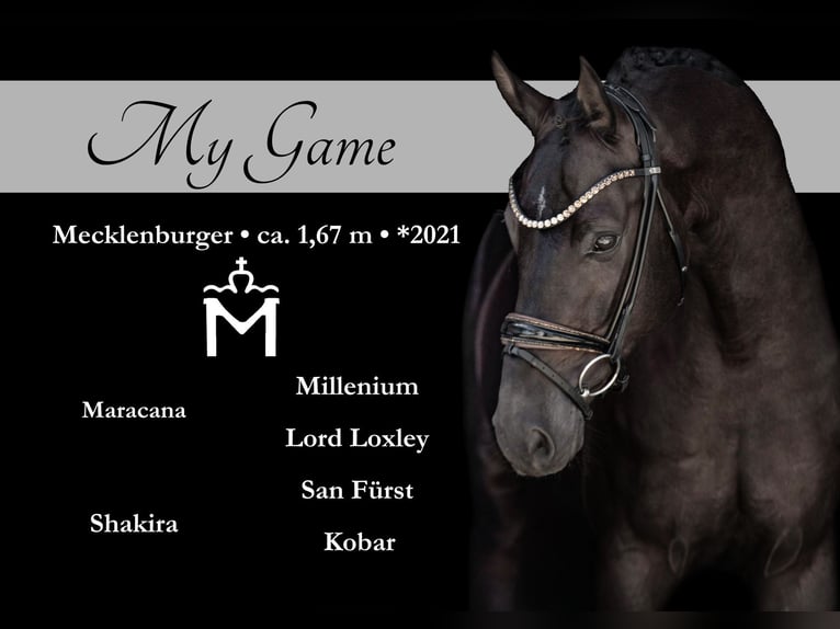 Mecklenburger Warmblut Wallach 4 Jahre 167 cm Rappe in Wehringen