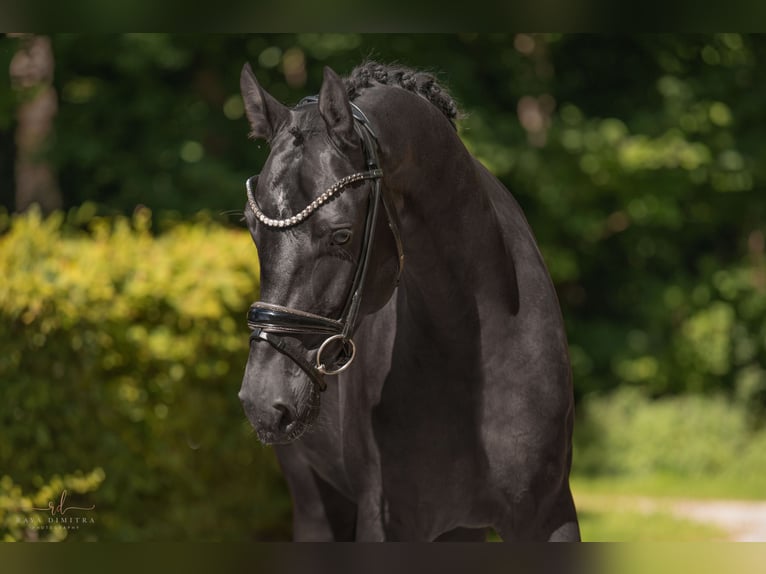Mecklenburger Warmblut Wallach 4 Jahre 167 cm Rappe in Wehringen