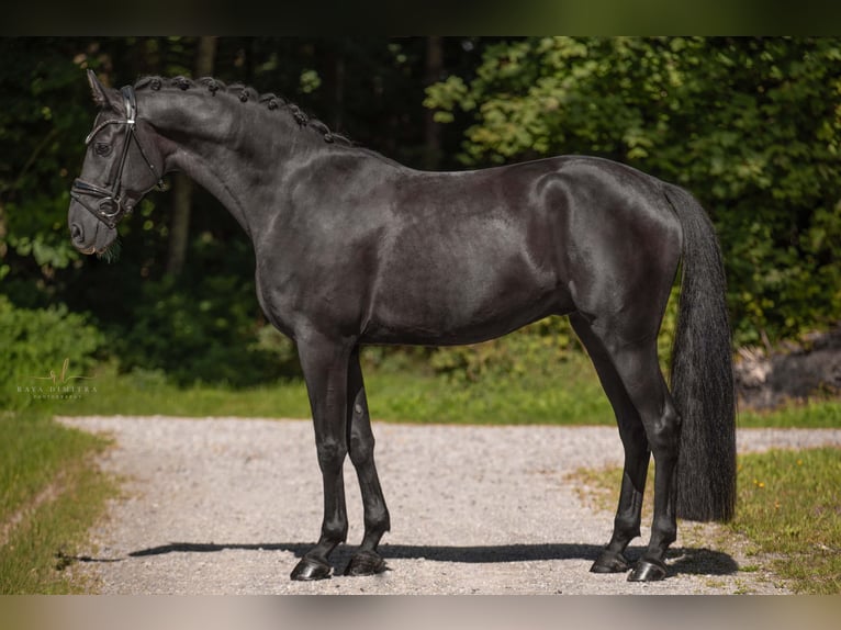 Mecklenburger Warmblut Wallach 4 Jahre 167 cm Rappe in Wehringen