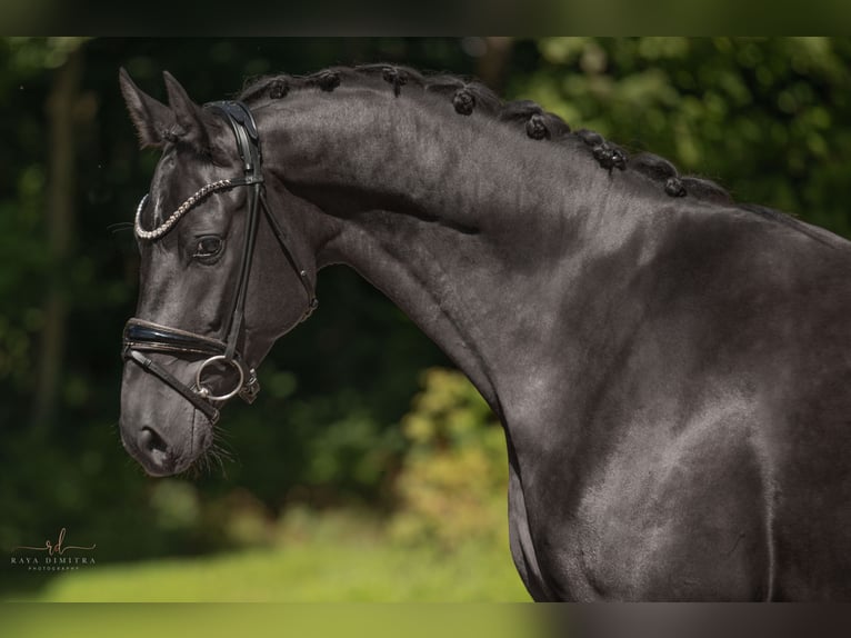 Mecklenburger Warmblut Wallach 4 Jahre 167 cm Rappe in Wehringen