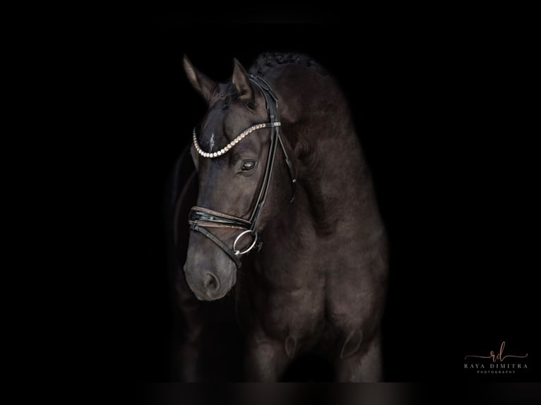 Mecklenburger Warmblut Wallach 4 Jahre 167 cm Rappe in Wehringen