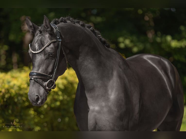 Mecklenburger Warmblut Wallach 4 Jahre 167 cm Rappe in Wehringen
