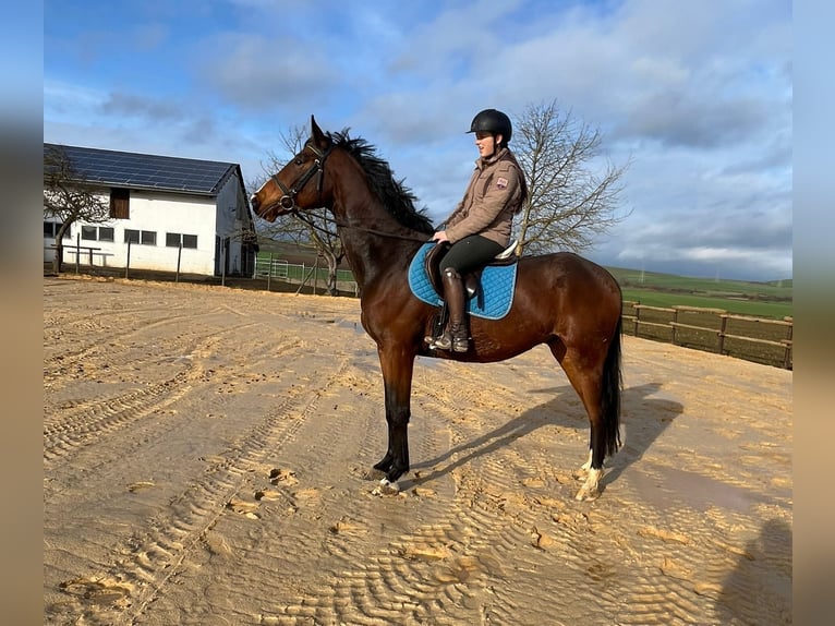 Mecklenburger Warmblut Wallach 4 Jahre 168 cm Brauner in Münstermaifeld