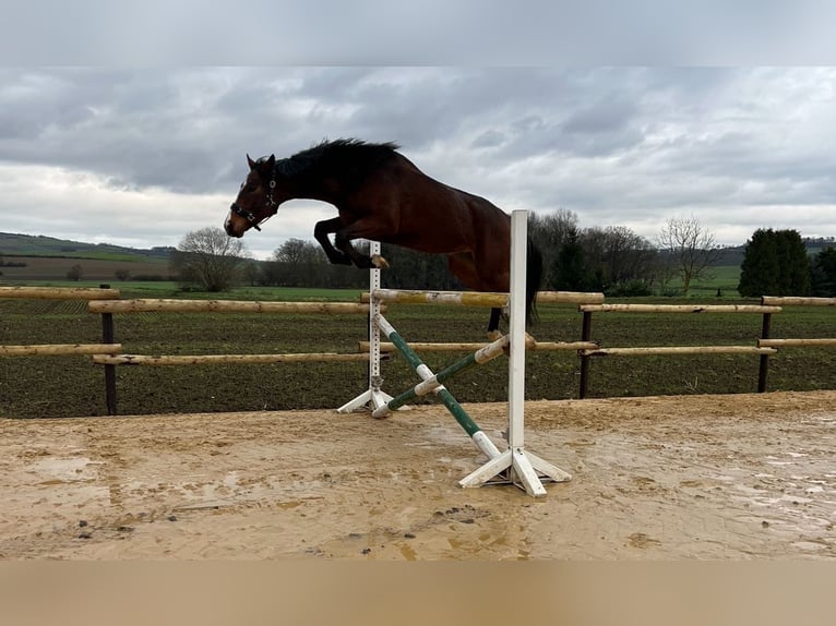 Mecklenburger Warmblut Wallach 4 Jahre 168 cm Brauner in Münstermaifeld