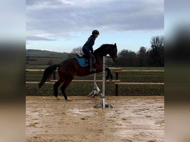 Mecklenburger Warmblut Wallach 4 Jahre 168 cm Brauner in Münstermaifeld