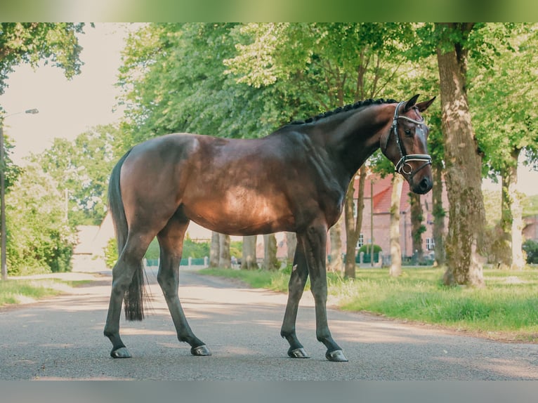 Mecklenburger Warmblut Wallach 4 Jahre 168 cm Dunkelbrauner in Ludwigslust