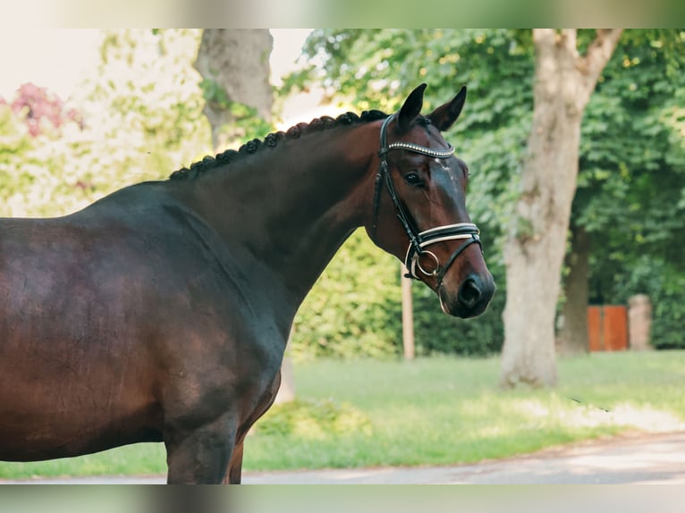 Mecklenburger Warmblut Wallach 4 Jahre 168 cm Dunkelbrauner in Ludwigslust