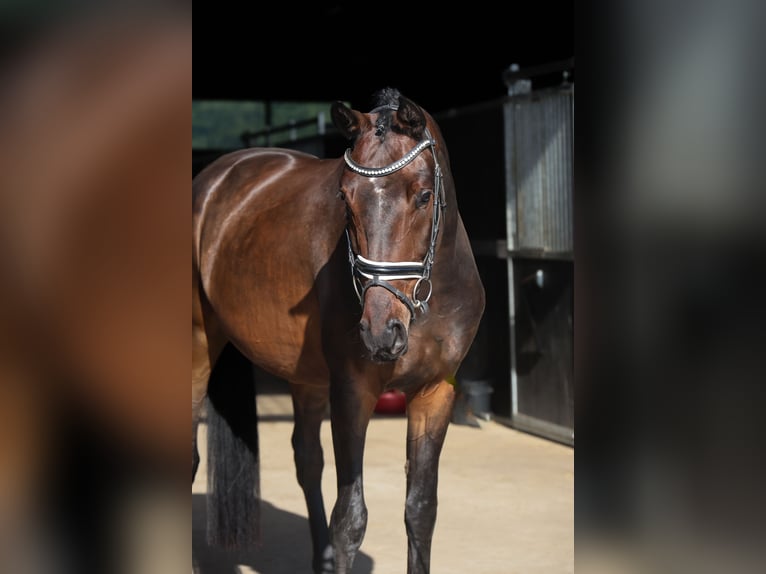 Mecklenburger Warmblut Wallach 4 Jahre 168 cm Dunkelbrauner in Ludwigslust