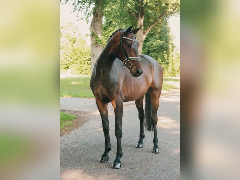 Mecklenburger Warmblut Wallach 4 Jahre 168 cm Dunkelbrauner in Ludwigslust
