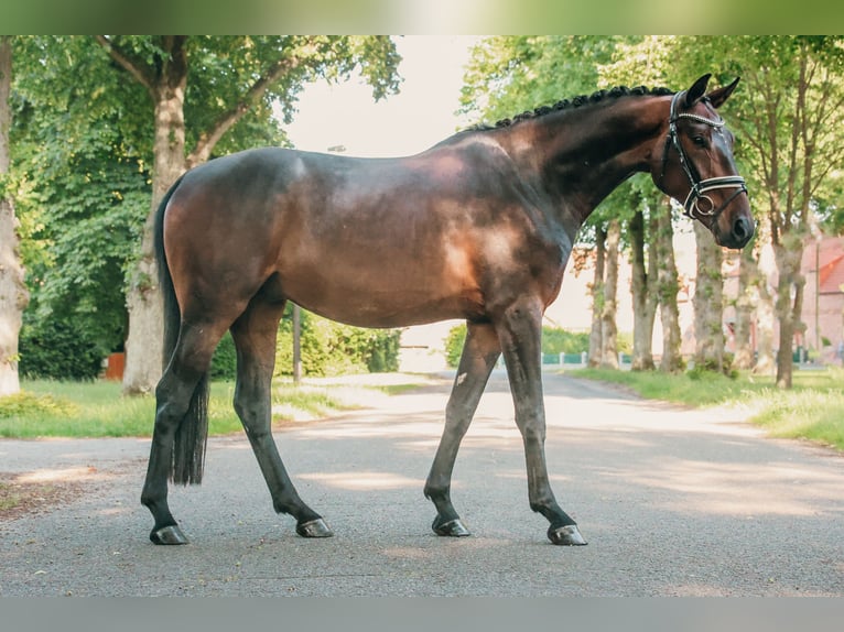 Mecklenburger Warmblut Wallach 4 Jahre 168 cm Dunkelbrauner in Ludwigslust