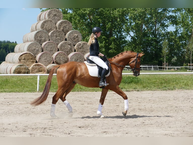 Mecklenburger Warmblut Wallach 4 Jahre 169 cm Fuchs in Ganschow