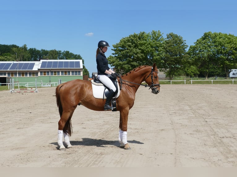 Mecklenburger Warmblut Wallach 4 Jahre 169 cm Fuchs in Ganschow