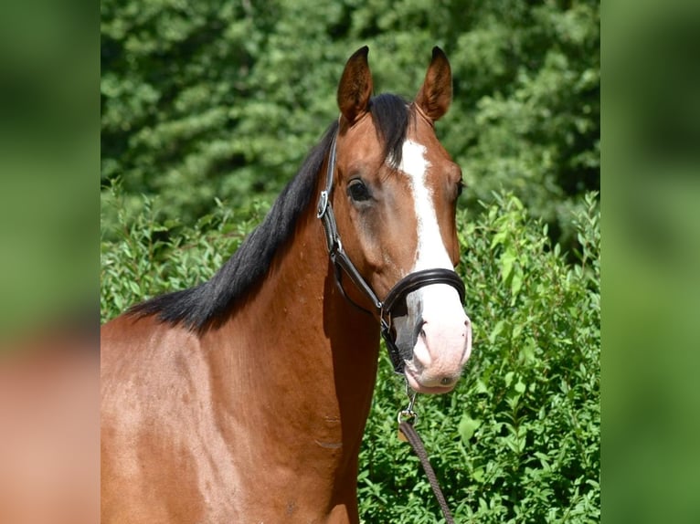 Mecklenburger Warmblut Wallach 4 Jahre 170 cm Brauner in D&#xFC;sseldorfD&#xFC;sseldorf
